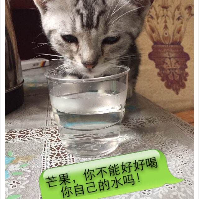美国军事学院本科毕业证